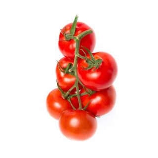 بذر گوجه فرنگی فلوریدا