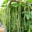 گیاه لوبیا سبز بلند گیتا