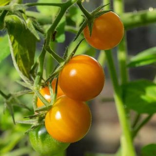 گوجه فرنگی ناگت طلایی