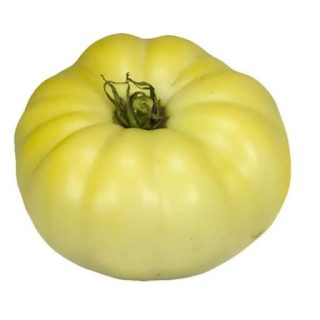 بذر گوجه فرنگی سفید