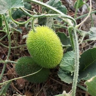 خیار جوجه تیغی