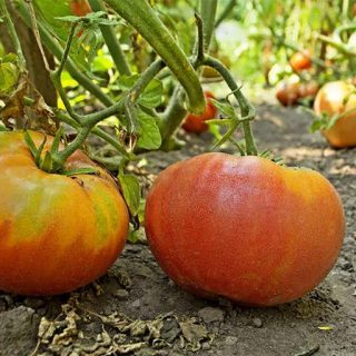 گوجه هیلبیلی تازه