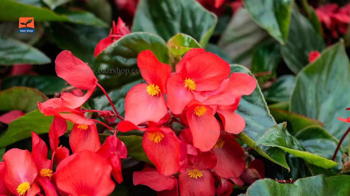 نحوه پرورش بگونیا