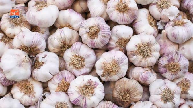 نحوه پرورش سیر