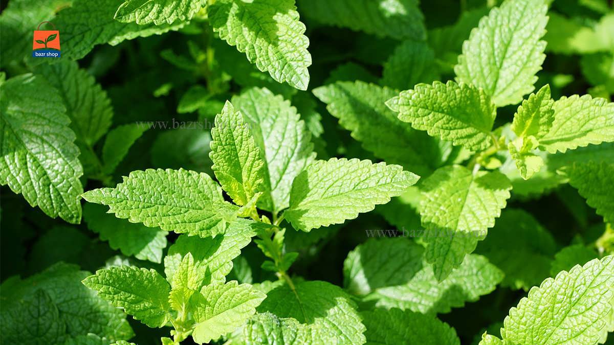 نحوه پرورش نعنا