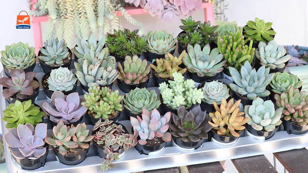 نحوه کاشت ساکولنت ها