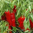 فلفل دلمه ای قرمز ایتالیایی