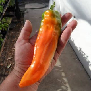 بذر فلفل دلمه ای نارنجی ایتالیایی