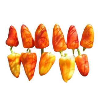 بذر فلفل دلمه ای نارنجی ایتالیایی