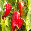 گیاه فلفل دلمه ای قرمز ایتالیایی