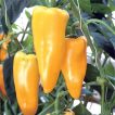 گیاه فلفل دلمه ای زرد ایتالیایی