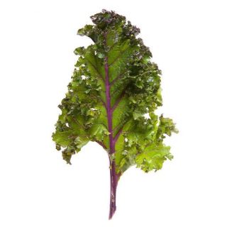 بذر کلم کیل قرمز روسی