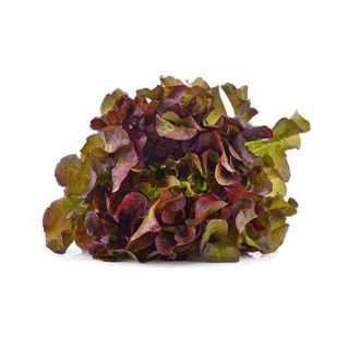 کاهو رومین سبز