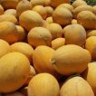 بذر خربزه آتشین
