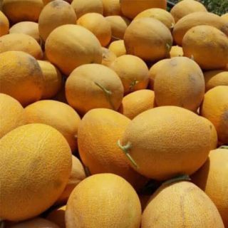 بذر خربزه آتشین