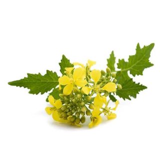 بذر خردل جنوبی كوچک