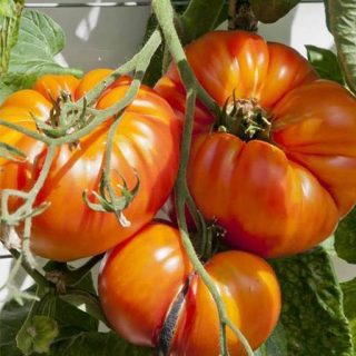 بذر گوجه فرنگی زرد بیف استیک کنتاکی