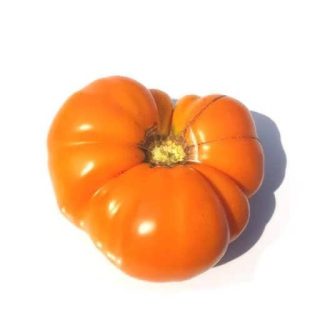 بذر گوجه فرنگی زرد بیف استیک کنتاکی