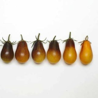 بذر گوجه گلابی زنبور عسل