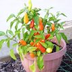 بونسای فلفل مجارستانی تند