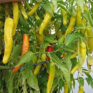 بذر فلفل مجارستانی تند