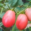 گیاه گوجه فرنگی صورتی پوندروسا