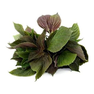 نعنا شیسو دو رنگ