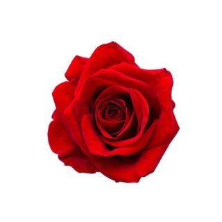 بذر گل رز قرمز