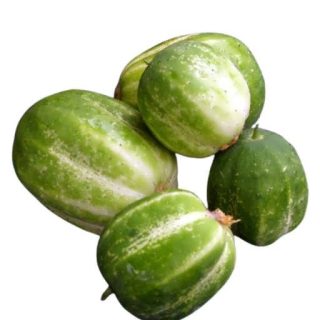 بذر خیار سیب سبز ریچارد