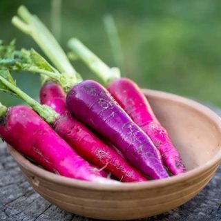 تربچه بلند بنفش