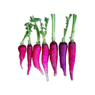 بذر تربچه بلند بنفش