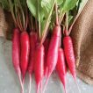 تربچه شانکیو نیمه بلند
