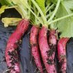 گیاه تربچه شانکیو نیمه بلند