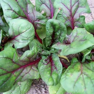 گیاه بیبی اسفناج قرمز کیتن