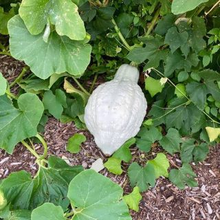 گیاه کدو تنبل آبی هیوبارد