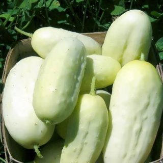 خیار سفید تایلندی