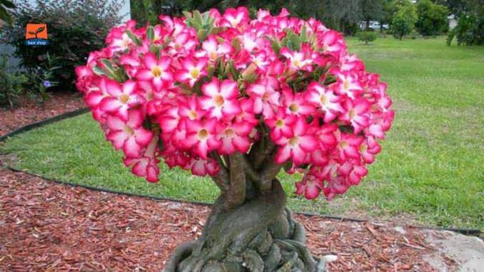 نحوه کاشت و پرورش آدنیوم ها