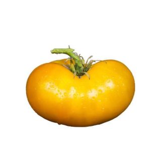 بذر گوجه آزویچکا