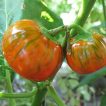 گیاه بادمجان قرمز ترکی