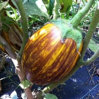 گیاه بادمجان اودامالپت