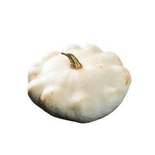 بذر کدو ستاره ای سفید