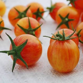 بذر گوجه فرنگی زنبور عسل