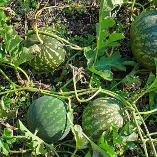 هندوانه ابوجهل نیجریه