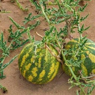 بذر هندوانه ابوجهل نیجریه