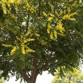 درخت باران طلایی زیبا