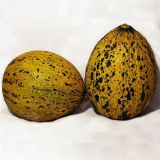 خربزه هامی