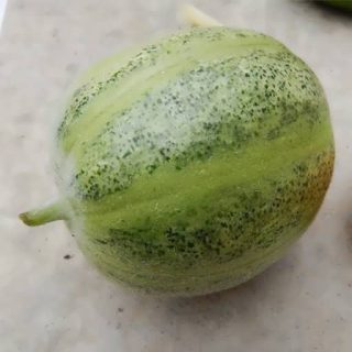 خیار گرد ایتالیایی