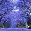 درخت جاکاراندا بنفش
