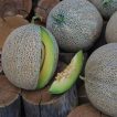 بذر طالبی راک فورد سبز