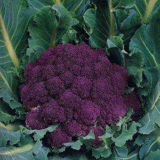 گل کلم بنفش سیسیلی